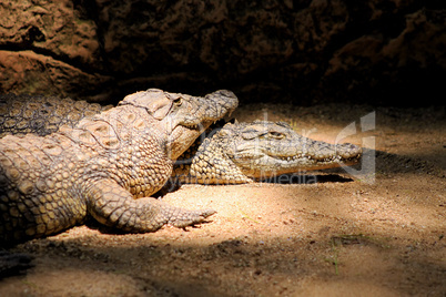 Two Nile Crocodiles Resting in Lair