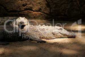 Two Nile Crocodiles Resting in Lair