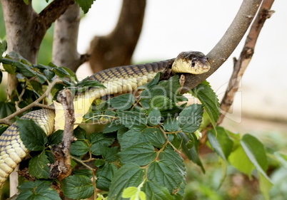 King Cobra in Tree