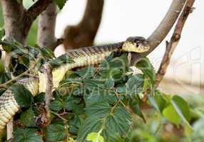 King Cobra in Tree