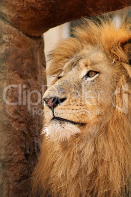 Lion with Royal Stare