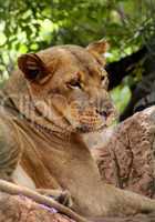 Close-up picture of side profile of Lioness
