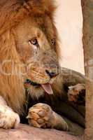 Lion Cleaning Self with Tongue Out