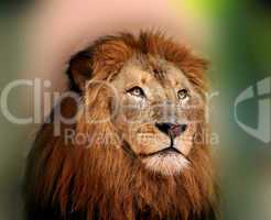 Royal King Lion with Sharp Bright Eyes