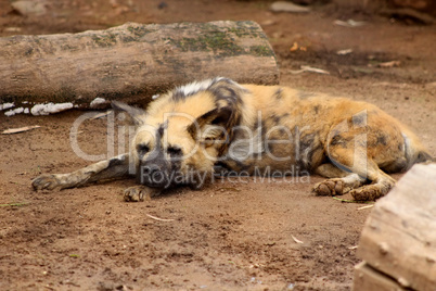 Sleeping African Wild Dog