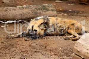 Sleeping African Wild Dog