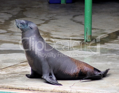 Seal Resting a Bit at Show