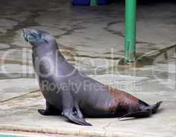 Seal Resting a Bit at Show