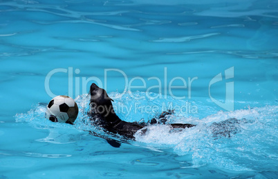 Seal Playing Soccer in Clear Pool