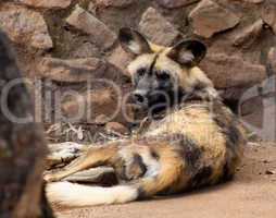 African Wild Dog with Gig Ears