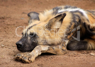 Sleeping African Wild Dog