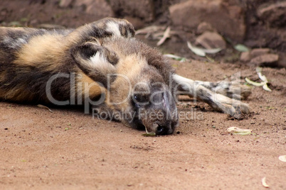 African Wild Dog Taking Sand Bath