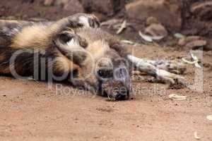 African Wild Dog Taking Sand Bath
