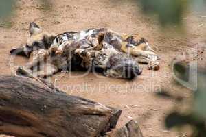 Sleeping African Wild Dogs