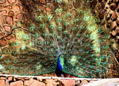 Peacock Plumage Display HD Effect
