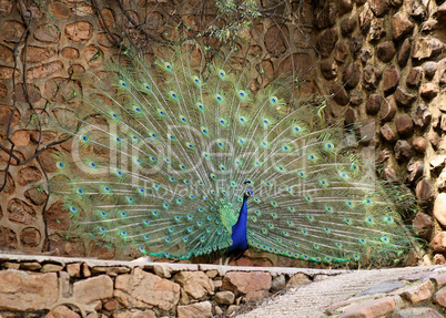 Peacock Plumage Display