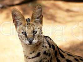 Close-Up of Serval African Wild Cat