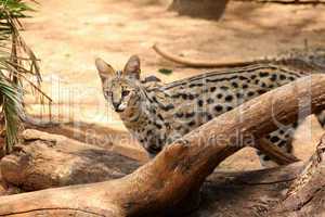 Serval African Wild Cat in Nature