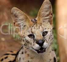 Close-Up of Serval African Wild Cat