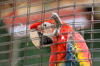 Caged Scarlet Macaw