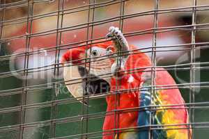 Caged Scarlet Macaw