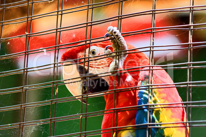 Caged Scarlet Macaw in HD