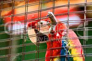 Caged Scarlet Macaw in HD