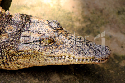 Small Crocodile Close-up