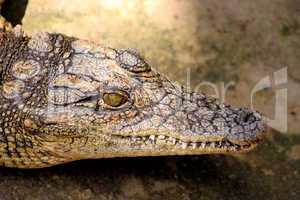 Small Crocodile Close-up