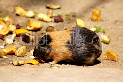 Little Guinea Pig Eating Fruit