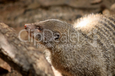 Close-up of Banded Mongoose Head