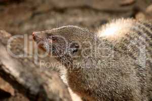 Close-up of Banded Mongoose Head