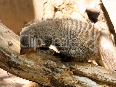 Banded Mongoose Looking for Food