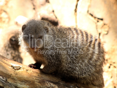 Close-up of Banded Mongoose
