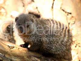 Close-up of Banded Mongoose