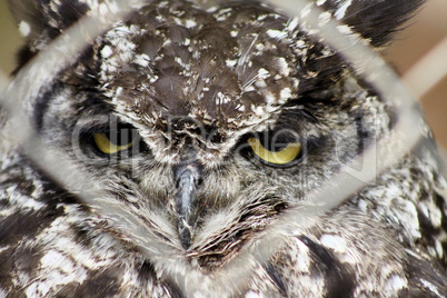 Africa Spotted Eagle Owl Looking Through Fence