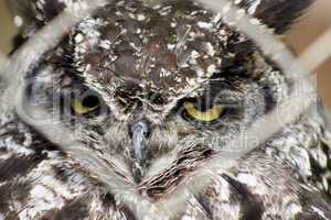 Africa Spotted Eagle Owl Looking Through Fence