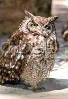 Africa Spotted Eagle Owl with Yellow Eyes