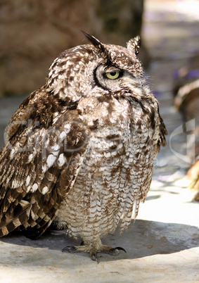 Sleepy Africa Spotted Eagle Owl