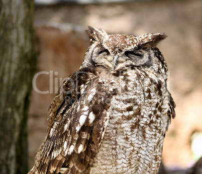 Africa Spotted Eagle Owl with Closed Eyes