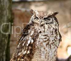 Africa Spotted Eagle Owl with Closed Eyes