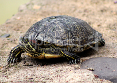 Red Eared Slider Close-up