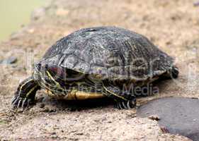 Red Eared Slider Close-up