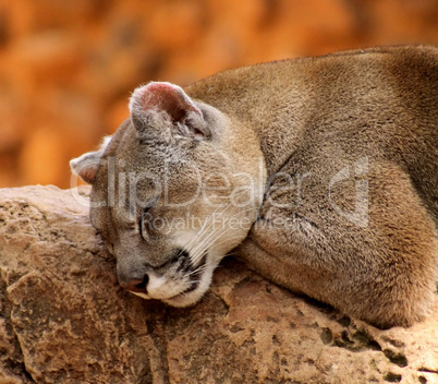 Close-up of Sleeping Puma