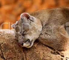 Close-up of Sleeping Puma