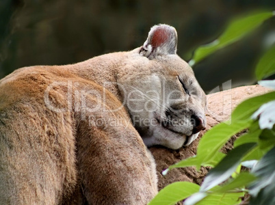 Sleeping Puma