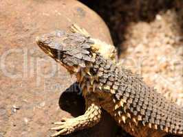 Sungazer Lizard Close-up