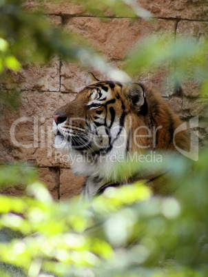 Side Profile Relaxed Tiger Face in a bush