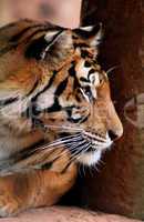 Tiger Face Side Profile