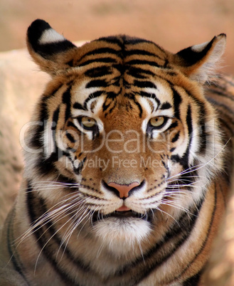 Tiger Face with Mouth Slightly Open